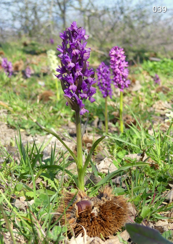 Dactylorhiza romana in una splendida variabilit - provincia di Caserta marzo 2019